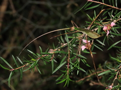 Anthophiloptera dryas