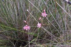 Thelymitra rubra