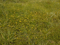 Acmella oppositifolia