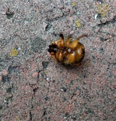 Bolbocerosoma farctum