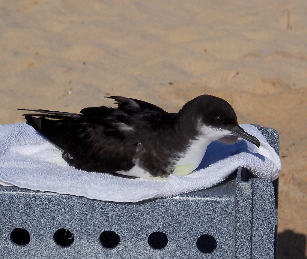 Townsend's Shearwater photo