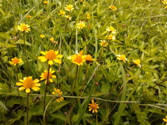 Acmella oppositifolia