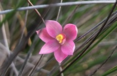 Thelymitra rubra