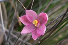 Thelymitra rubra