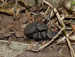 Scotobius pilularius