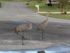 Grus canadensis image