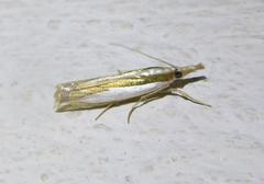 Crambus harrisi