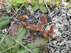 Crassula colligata colligata