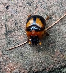 Bolbocerosoma farctum