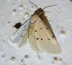 Grotella septempunctata