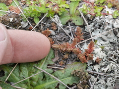 Crassula colligata colligata