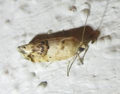 Ponometia nannodes