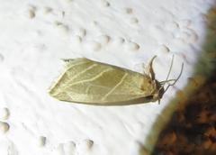Plagiomimicus mimica