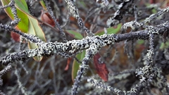 Parmeliopsis capitata
