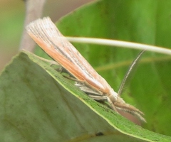 Thaumatopsis edonis