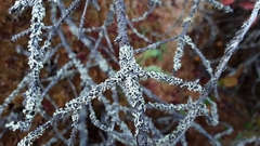 Parmeliopsis capitata