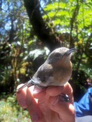 Chasiempis sclateri