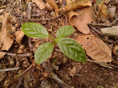 Viburnum lasiophyllum