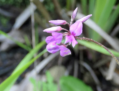 Indigofera filiformis