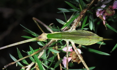Anthophiloptera dryas