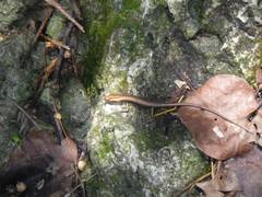 Emoia cyanura