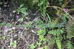 Indigofera filiformis