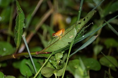 Dendropsophus werneri