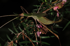 Anthophiloptera dryas