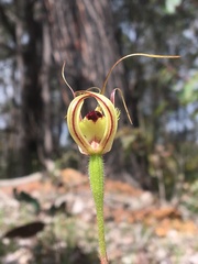 Caladenia attingens