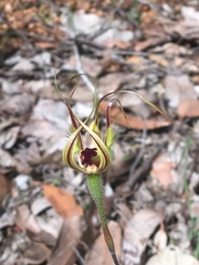 Caladenia attingens