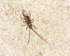 Paronellides