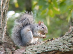Sciurus carolinensis
