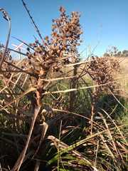 Eryngium horridum