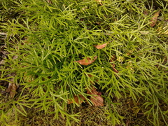 Diphasiastrum thyoides