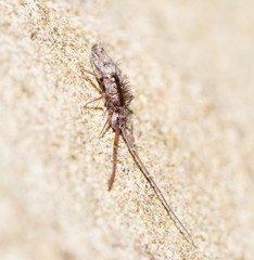 Paronellides