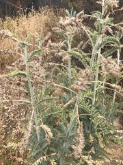 Astragalus brauntonii