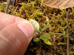 Pittosporum undulatum