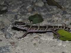 Coleonyx mitratus