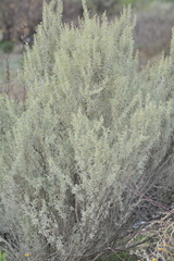 Atriplex lampa