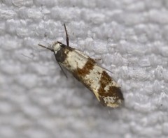 Isomoralla gephyrota