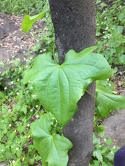 Dioscorea bryoniifolia