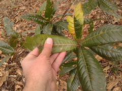 Quercus humboldtii