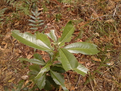 Daphnopsis caracasana