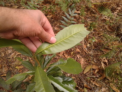 Daphnopsis caracasana