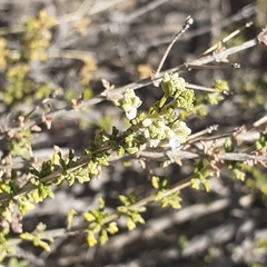 Acantholippia seriphioides