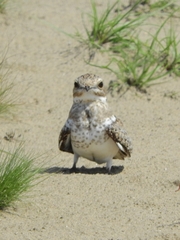Chordeiles rupestris