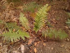 Dryopteris wallichiana