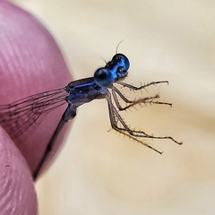 Nehalennia pallidula