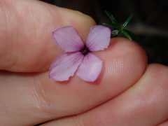 Tetratheca ericifolia