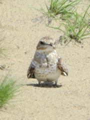 Chordeiles rupestris